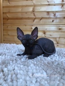 hypoallergenic kittens, hypoallergenic cats, sphynx kittens, hairless kittens - Pearlhearts Sphynx Cattery