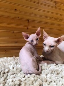 hypoallergenic kittens, hypoallergenic cats, sphynx kittens, hairless kittens - Pearlhearts Sphynx Cattery