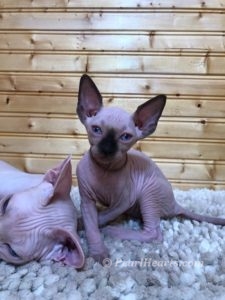 hypoallergenic kittens, hypoallergenic cats, sphynx kittens, hairless kittens - Pearlhearts Sphynx Cattery