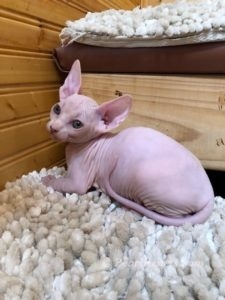 hypoallergenic kittens, hypoallergenic cats, sphynx kittens, hairless kittens - Pearlhearts Sphynx Cattery