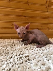 hypoallergenic kittens, hypoallergenic cats, sphynx kittens, hairless kittens - Pearlhearts Sphynx Cattery