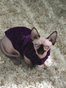 hypoallergenic kittens, hypoallergenic cats, sphynx kittens, hairless kittens - Pearlhearts Sphynx Cattery