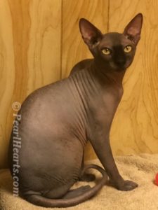 hypoallergenic kittens, hypoallergenic cats, sphynx kittens, hairless kittens - Pearlhearts Sphynx Cattery