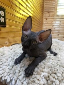 hypoallergenic kittens, hypoallergenic cats, sphynx kittens, hairless kittens - Pearlhearts Sphynx Cattery