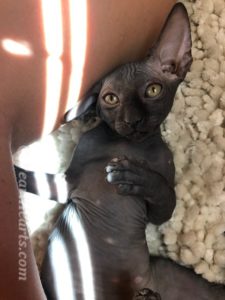 hypoallergenic kittens, hypoallergenic cats, sphynx kittens, hairless kittens - Pearlhearts Sphynx Cattery