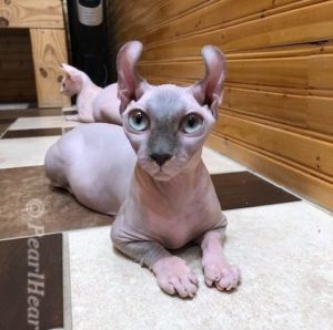 hypoallergenic kittens, hypoallergenic cats, sphynx kittens, hairless kittens - Pearlhearts Sphynx Cattery