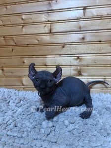 sphynx kitten