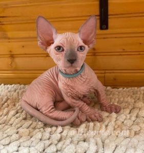 Bambinos have the traditional long ears, but short legs.
