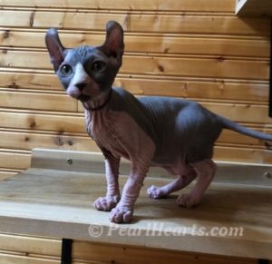 Elf Kittens have long legs with curled ears - Elf Kitten Sphynx Cattery Seattle