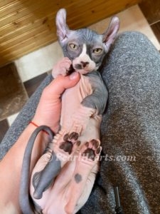 Sphynx kittens for sale in Washington