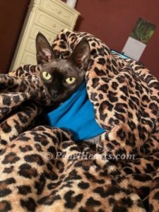 Sphynx kittens for sale in Washington