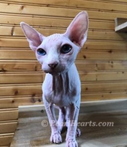Sphynx kittens have the traditional long legs and long ears.