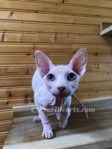 Sphynx hairless cat for sale adoption cattery in washington auburn seattle
