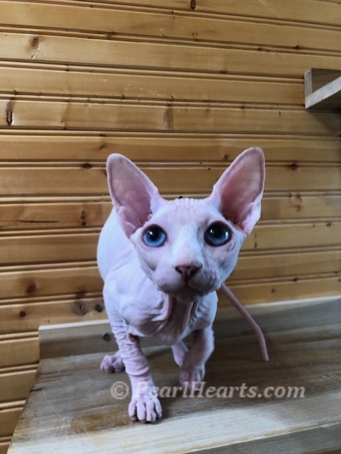 Sphynx hairless cat for sale adoption cattery in washington auburn seattle 