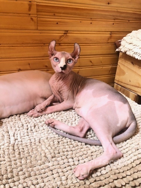 Sphynx hairless cat for sale adoption cattery in washington auburn seattle - hairless light calico