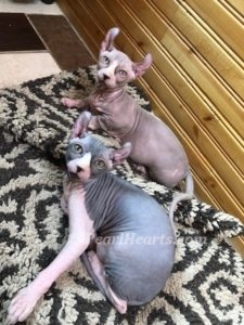Sphynx hairless cat for sale adoption cattery in washington auburn seattle - hairless tuxedo cat