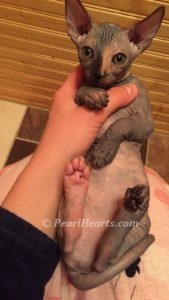 Sphynx hairless cat for sale adoption cattery in washington auburn seattle - hairless tortie cat