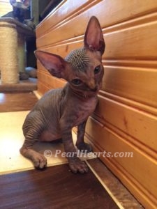 Sphynx hairless cat for sale adoption cattery in washington auburn seattle - hairless black tabby
