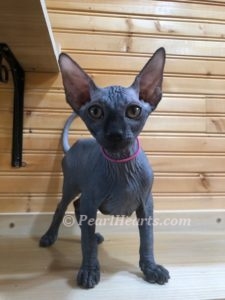 Sphynx hairless cat for sale adoption cattery in washington auburn seattle - hairless black cat
