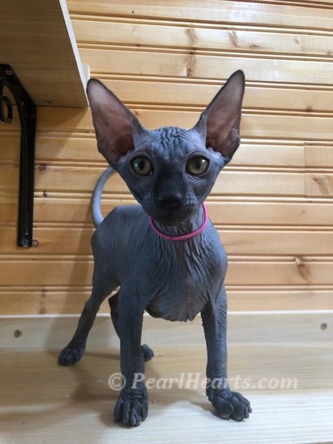Sphynx hairless cat for sale adoption cattery in washington auburn seattle - hairless black cat