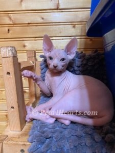 Sphynx hairless cat for sale adoption cattery in washington auburn seattle - cat with green eyes