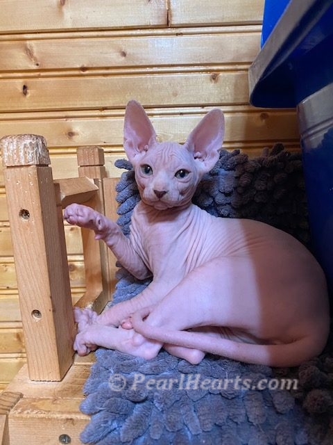 Sphynx hairless cat for sale adoption cattery in washington auburn seattle - cat with green eyes