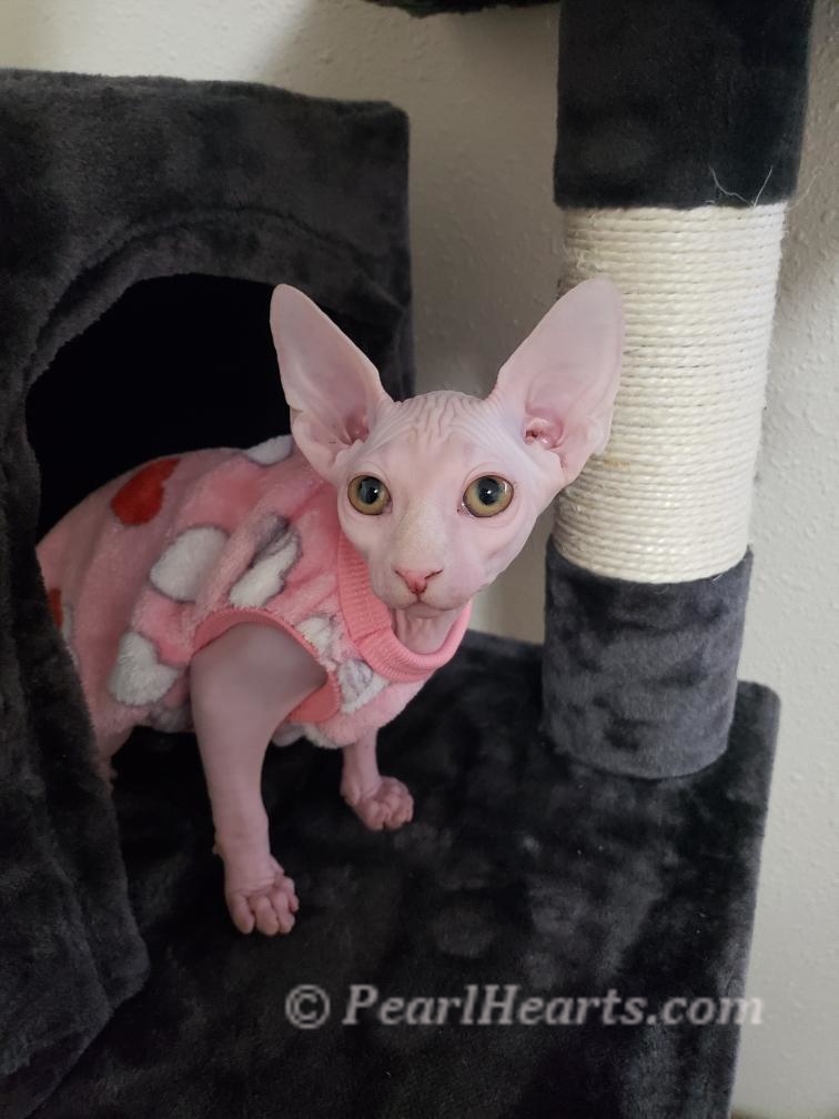 Sphynx hairless cat for sale adoption cattery in washington auburn seattle - PINK cat with yellow eyes