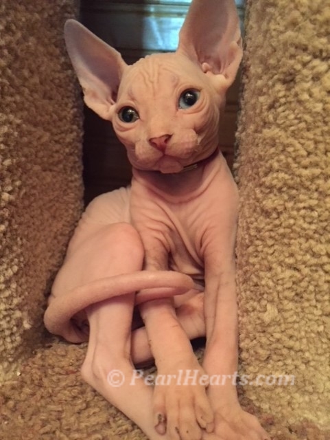 Sphynx hairless cat for sale adoption cattery in washington auburn seattle - PINK cat with odd eyes