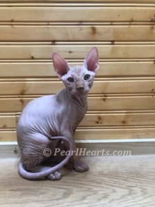 Sphynx hairless cat for sale adoption cattery in washington auburn seattle - hairless cream tabby
