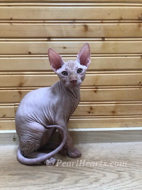 Sphynx hairless cat for sale adoption cattery in washington auburn seattle - hairless cream tabby