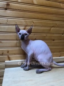 Sphynx hairless cat for sale adoption cattery in washington auburn seattle - hairless seal point blue eyes cat