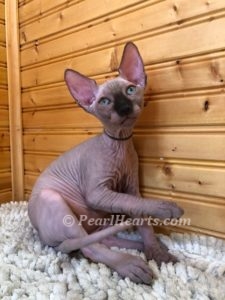 Sphynx hairless cat for sale adoption cattery in washington auburn seattle - hairless mink green eyes cat