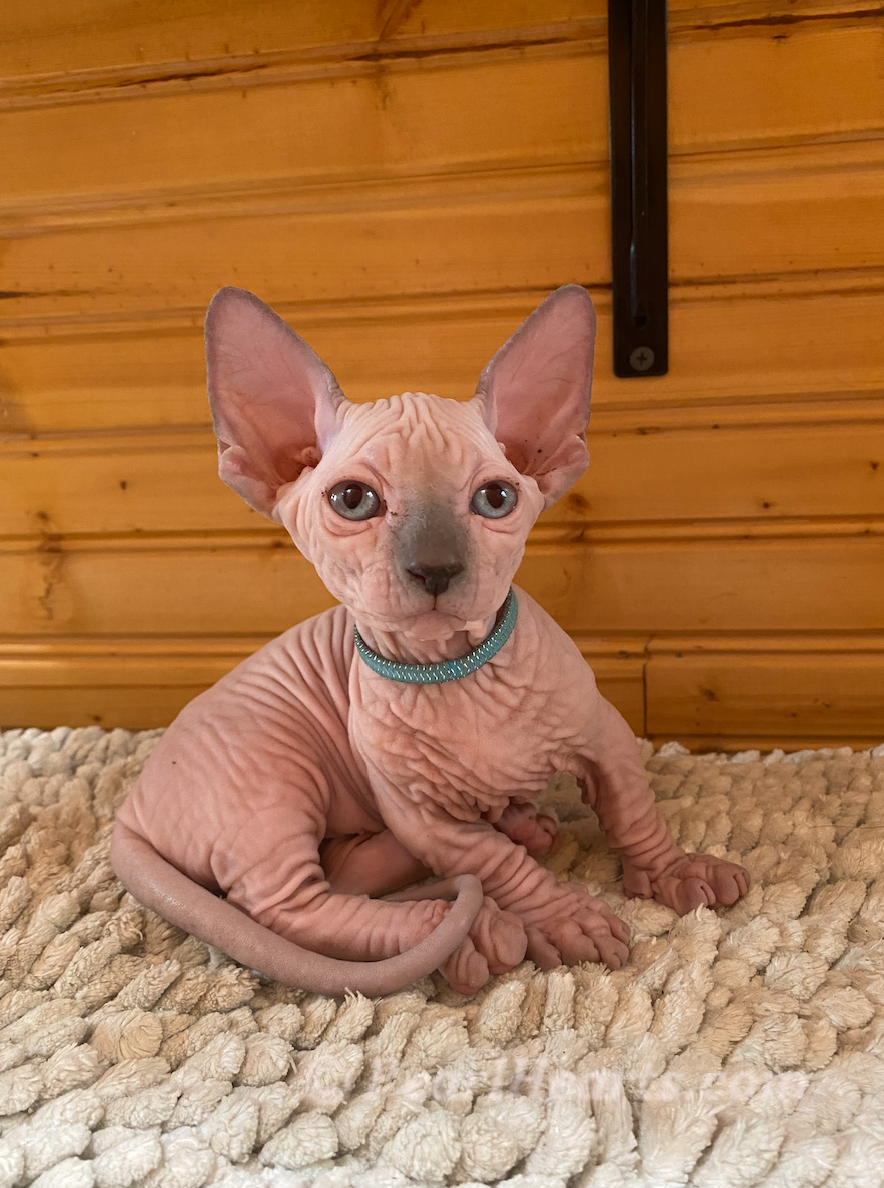 Sphynx hairless cat for sale adoption cattery in washington auburn seattle - hairless grey cat
