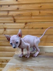 Sphynx hairless cat for sale adoption cattery in washington auburn seattle - hairless lilac cat