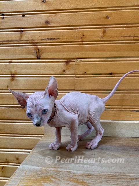 Sphynx hairless cat for sale adoption cattery in washington auburn seattle - hairless lilac kitten cat