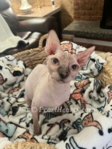 hypoallergenic kittens, hypoallergenic cats, sphynx kittens, hairless kittens - Pearlhearts Sphynx Cattery