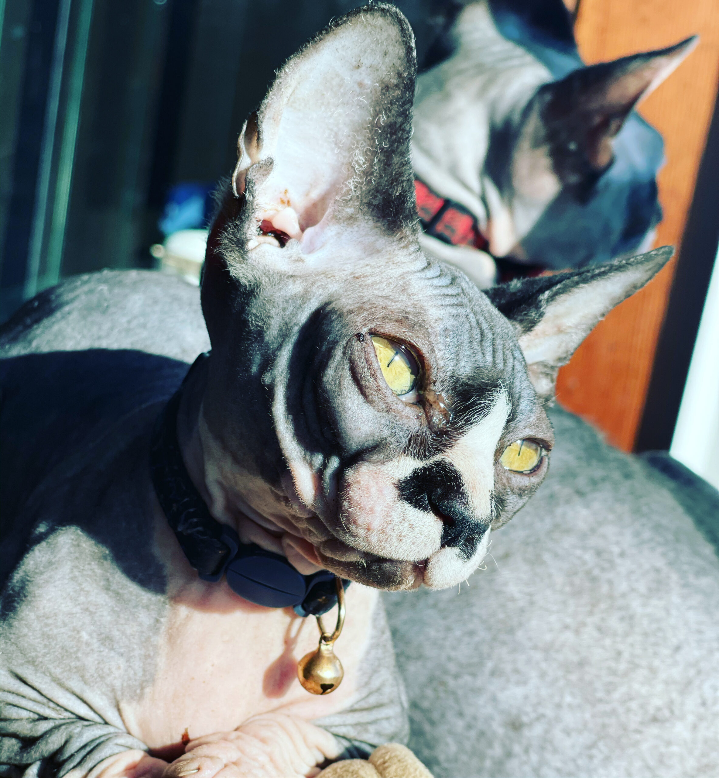Kittens Grown Up - Pearlhearts Seattle Sphynx Cattery