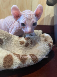 hypoallergenic kittens, hypoallergenic cats, sphynx kittens, hairless kittens - Pearlhearts Sphynx Cattery