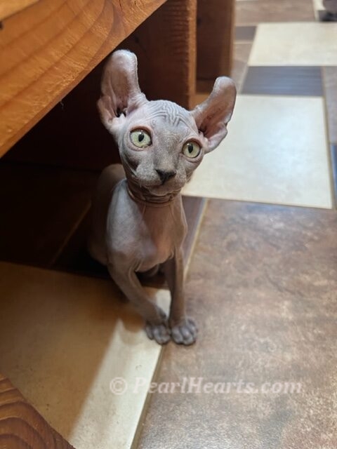 Sphynx hairless cat for sale adoption cattery in washington auburn seattle - hairless blue kitten