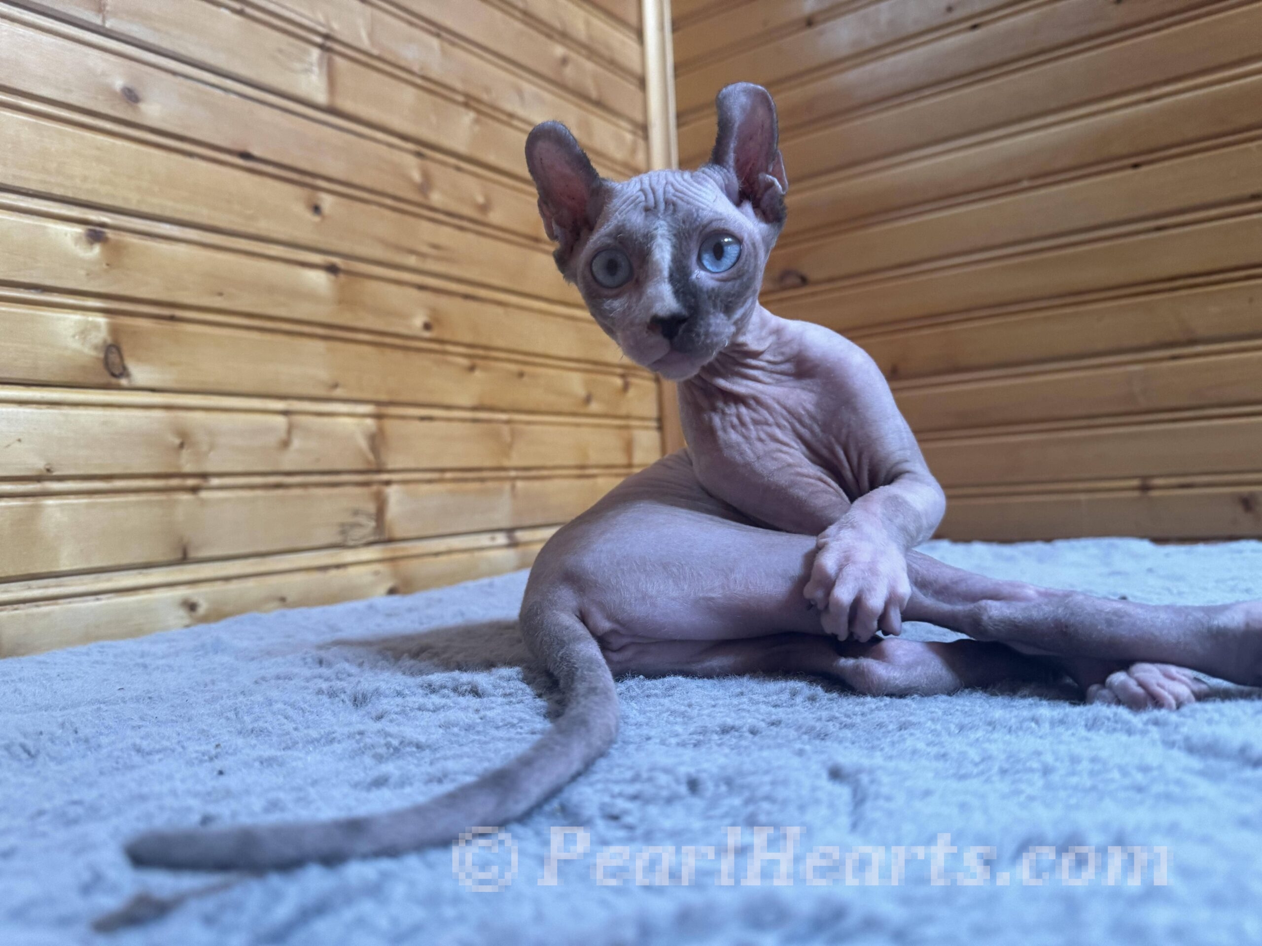 Sphynx cat for sale washington | pearlhearts sphynx cattery