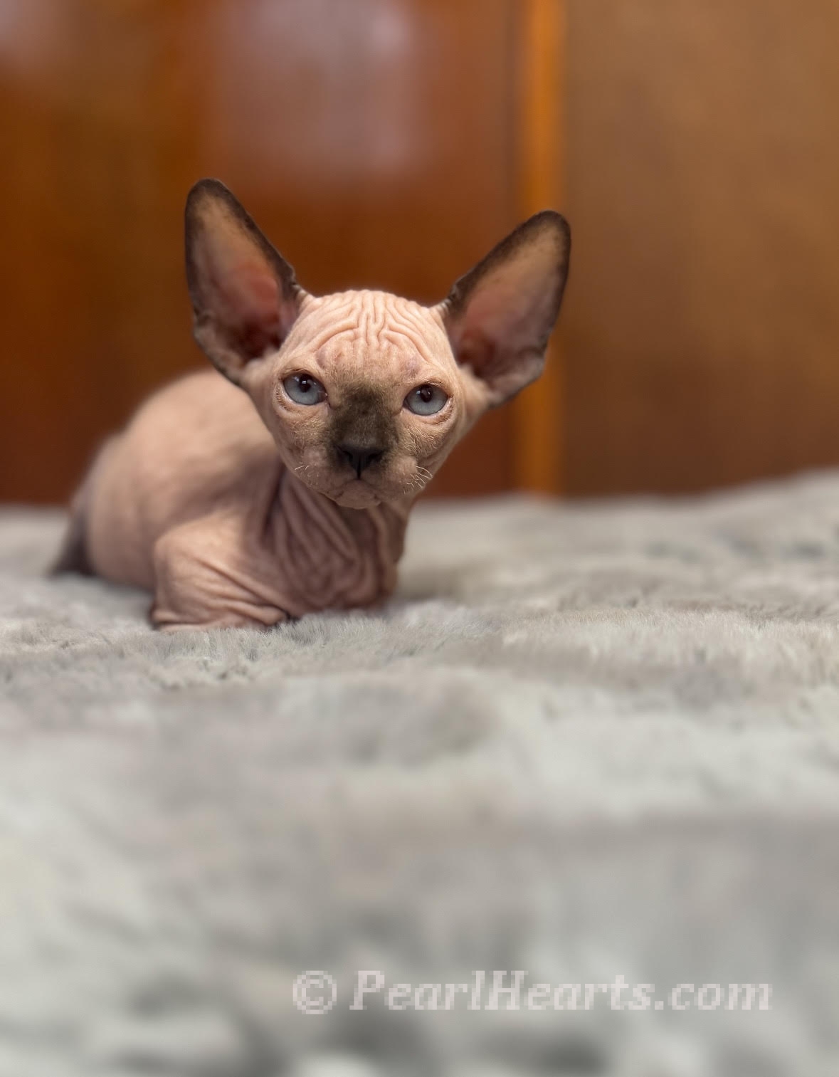 8 week old seal point bambino female