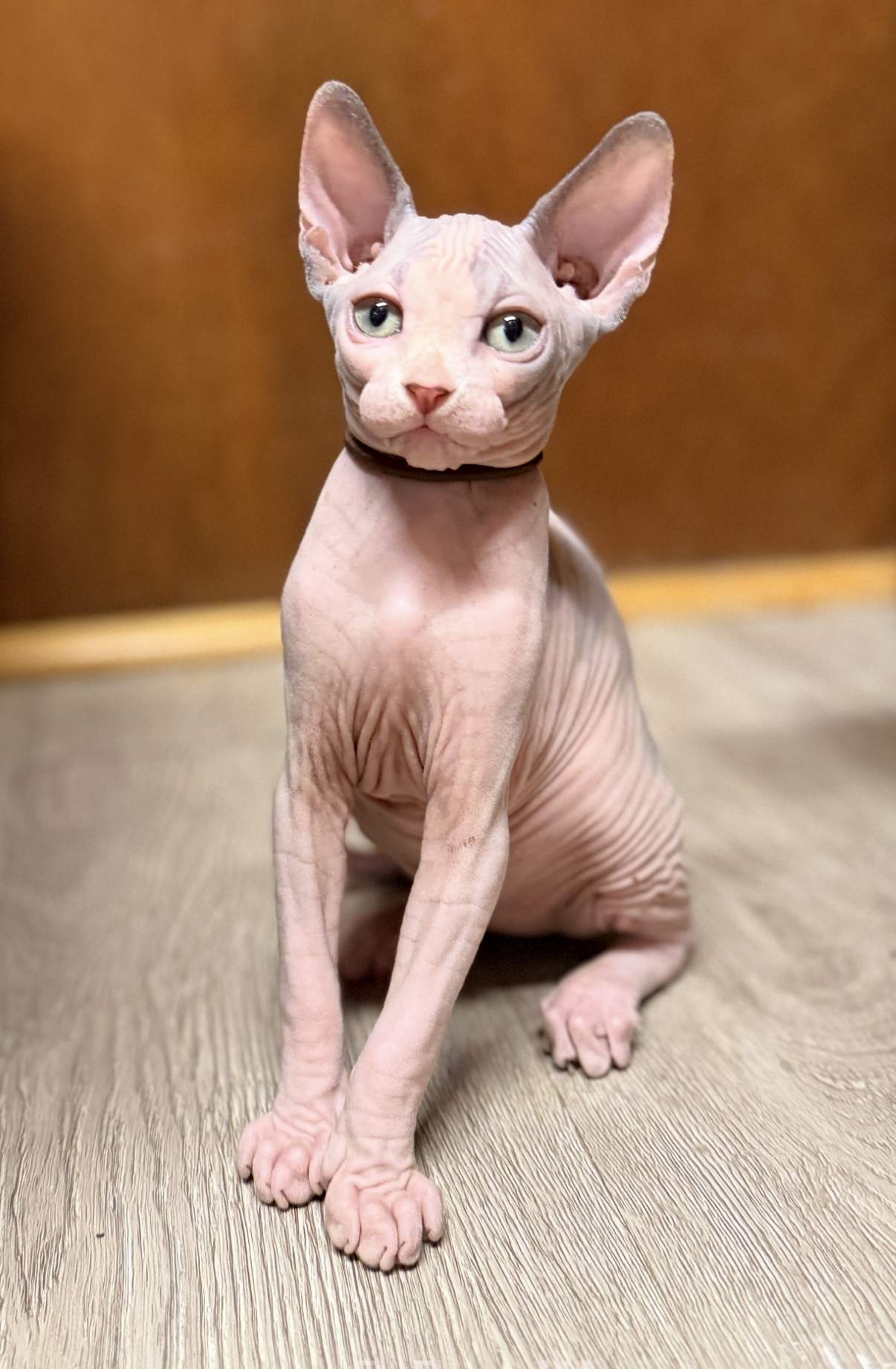 Sphynx kittens have the traditional long legs and ears.