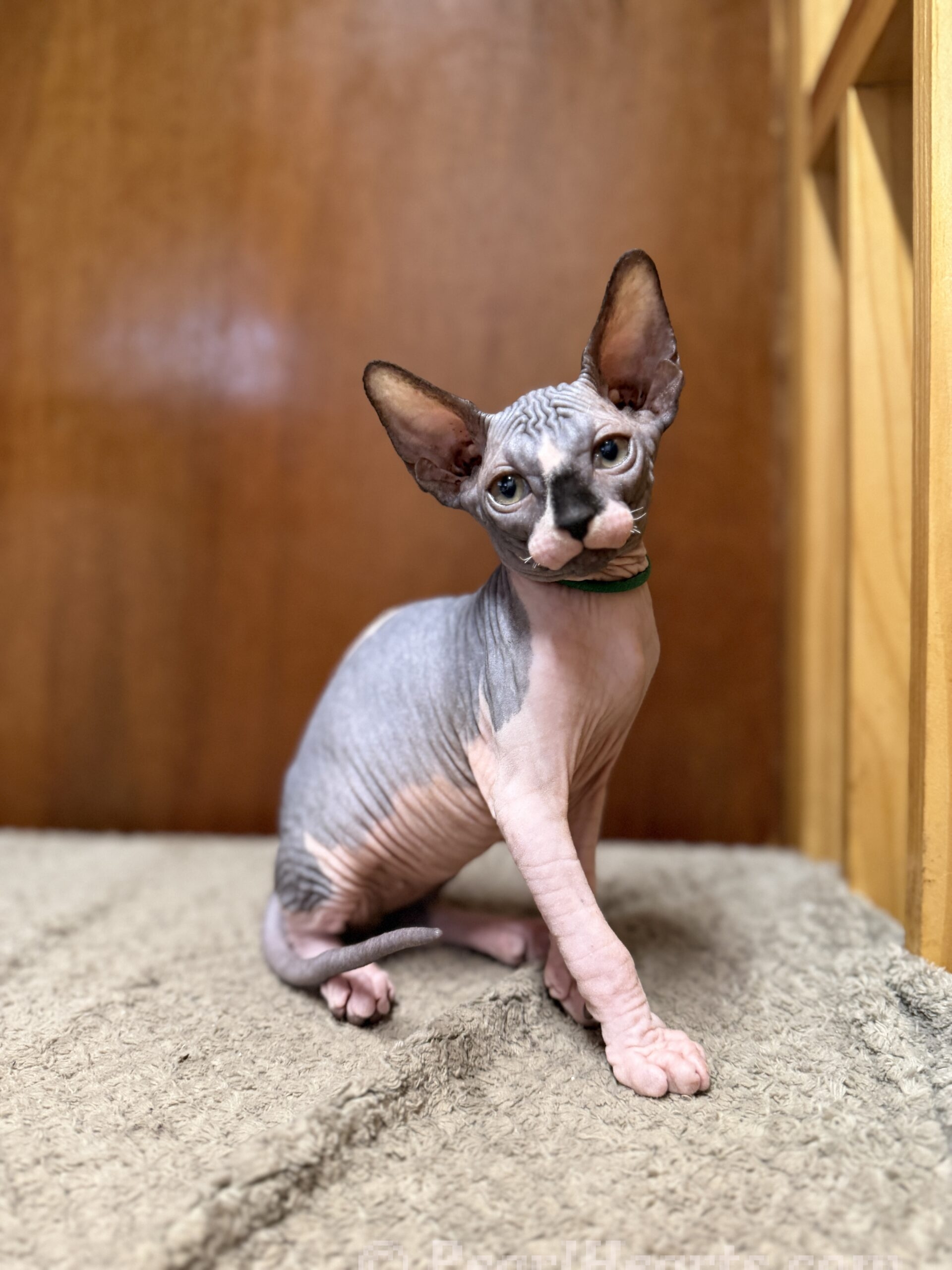 Sphynx hairless cat for sale adoption cattery in washington auburn seattle - hairless light calico