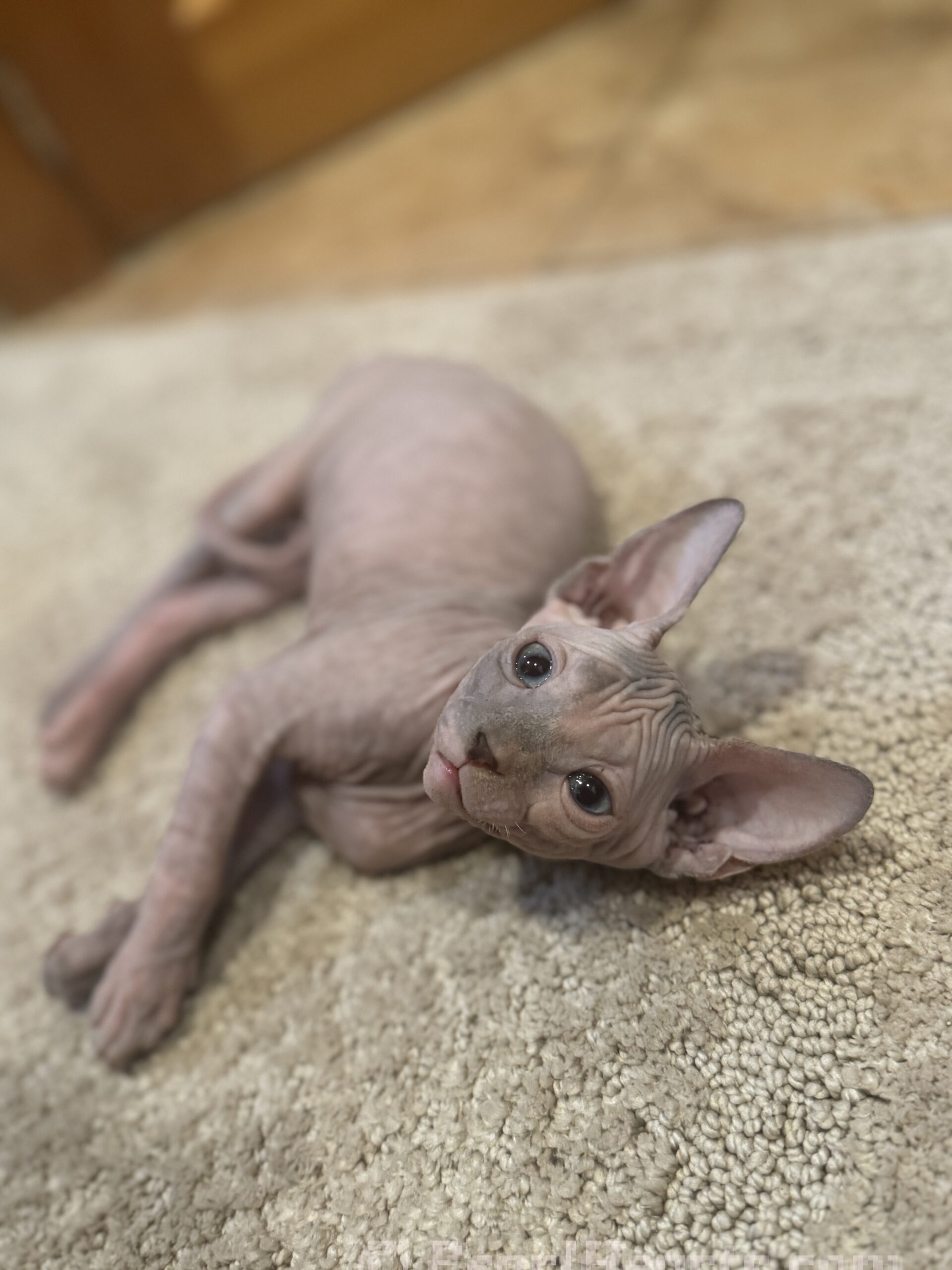 Sphynx hairless cat for sale adoption cattery in washington auburn seattle - hairless tortie cat