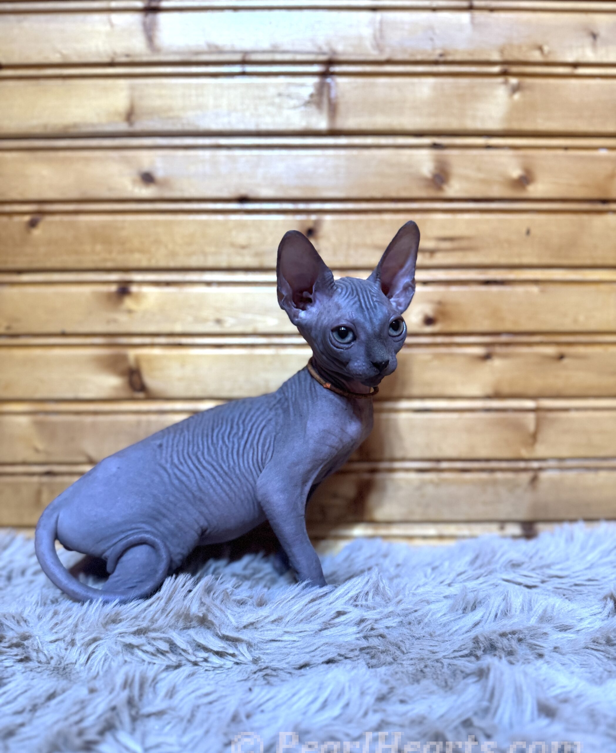 Sphynx hairless cat for sale adoption cattery in washington auburn seattle 
