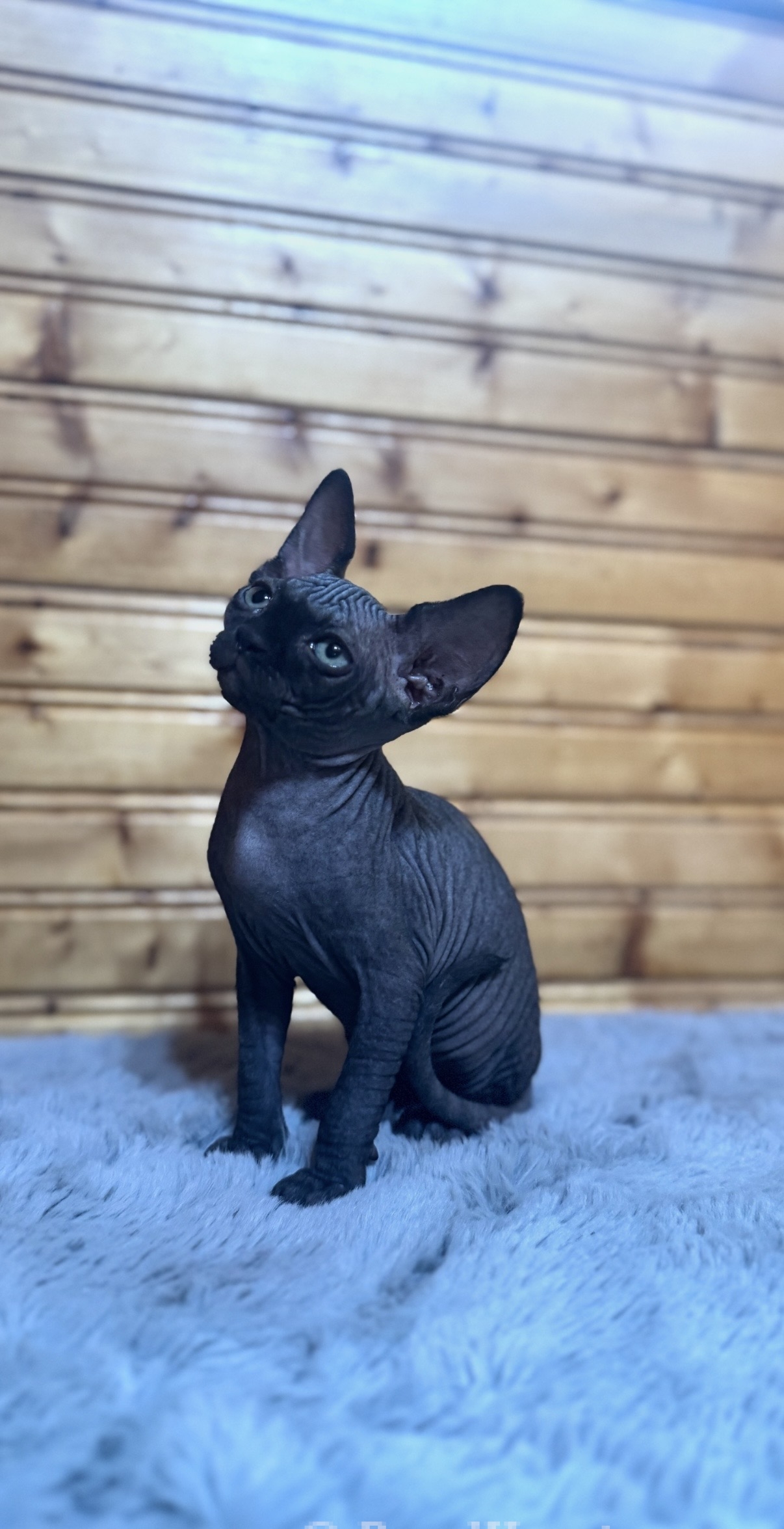 Sphynx hairless cat for sale adoption cattery in washington auburn seattle - hairless black cat
