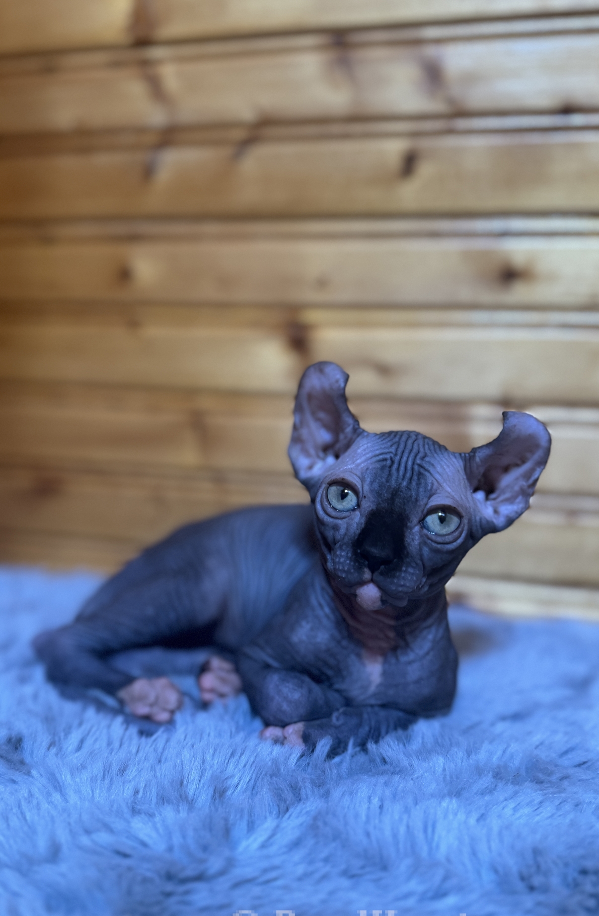 Elf Kittens have long legs with curled ears - Elf Kitten Sphynx Cattery Seattle