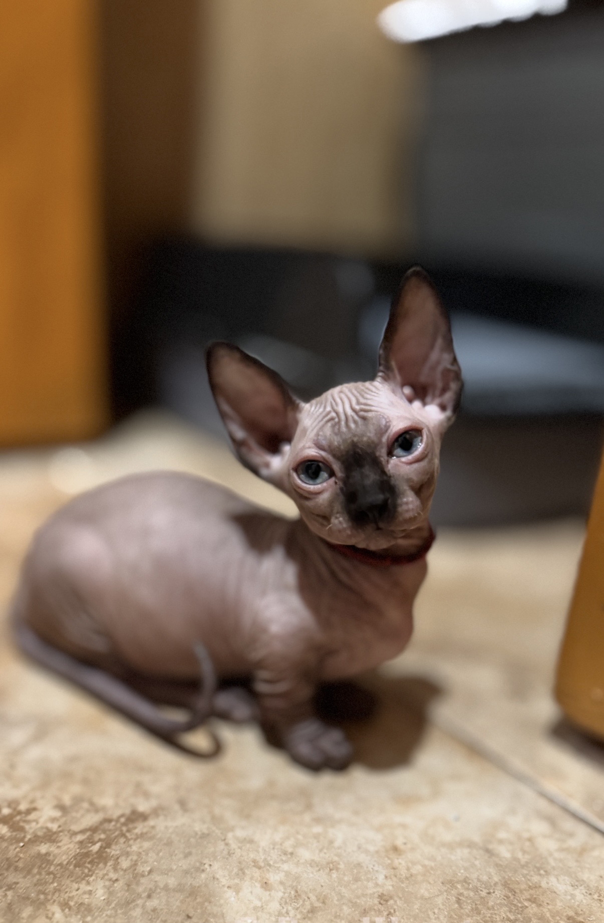 Bambinos have the traditional long ears, but short legs.