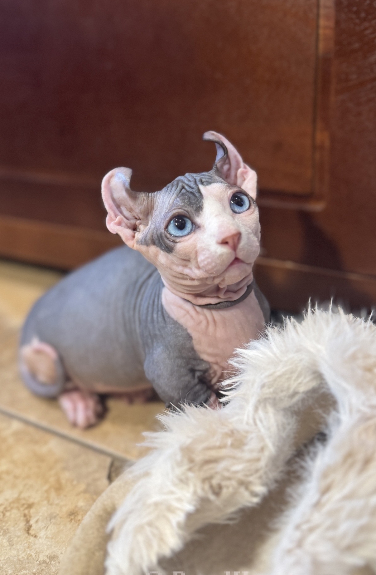 WELF kittens have short legs and curled ears