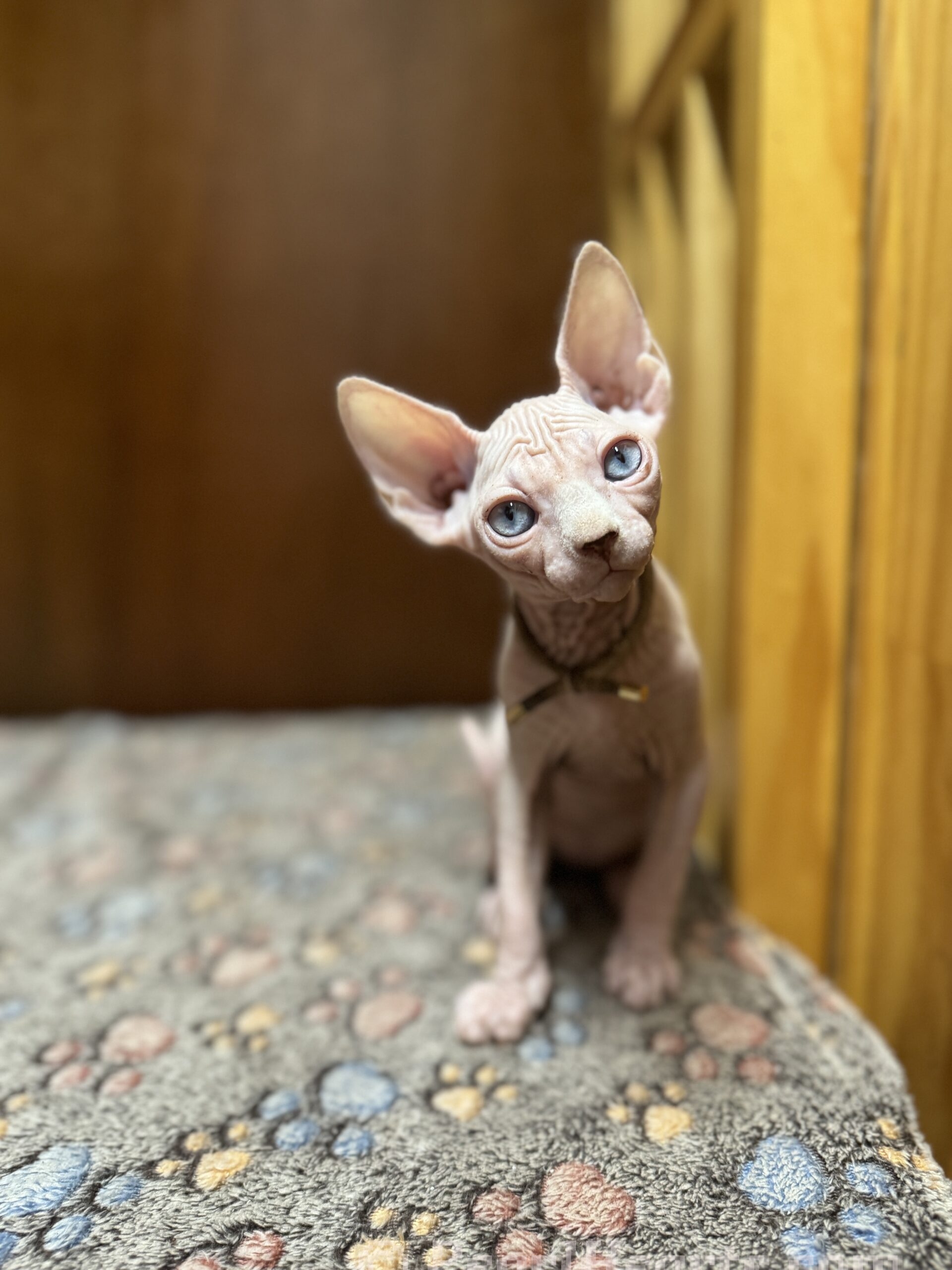 Sphynx hairless cat for sale adoption cattery in washington auburn seattle 